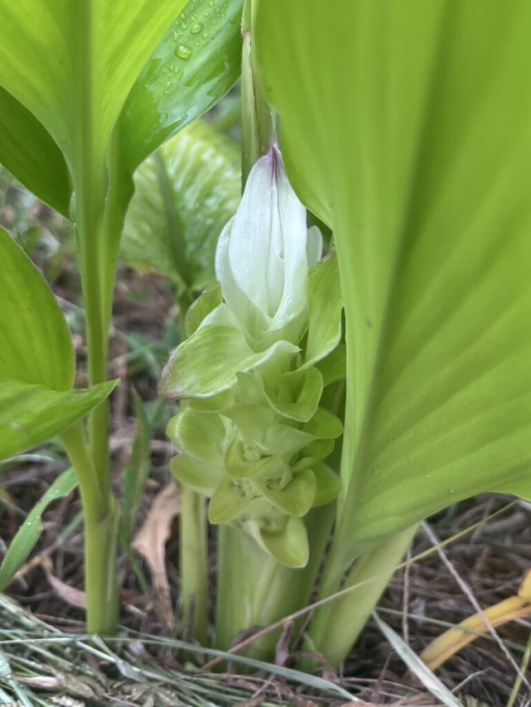 9.29 ウコンの花が咲きそう
