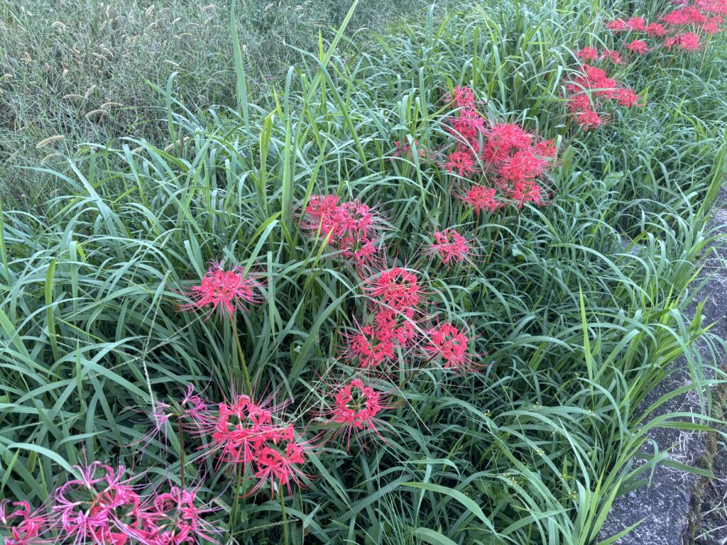 9.29 田圃の畦の咲く彼岸花