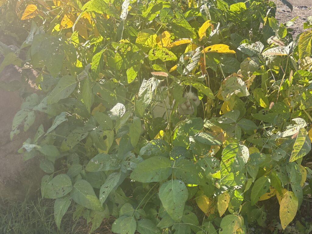 9.30 大豆畑に猫