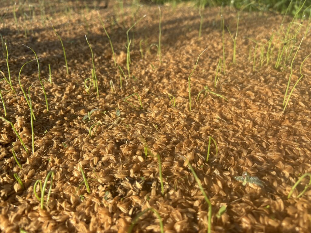 9.30 玉ねぎ（播種から9日目）