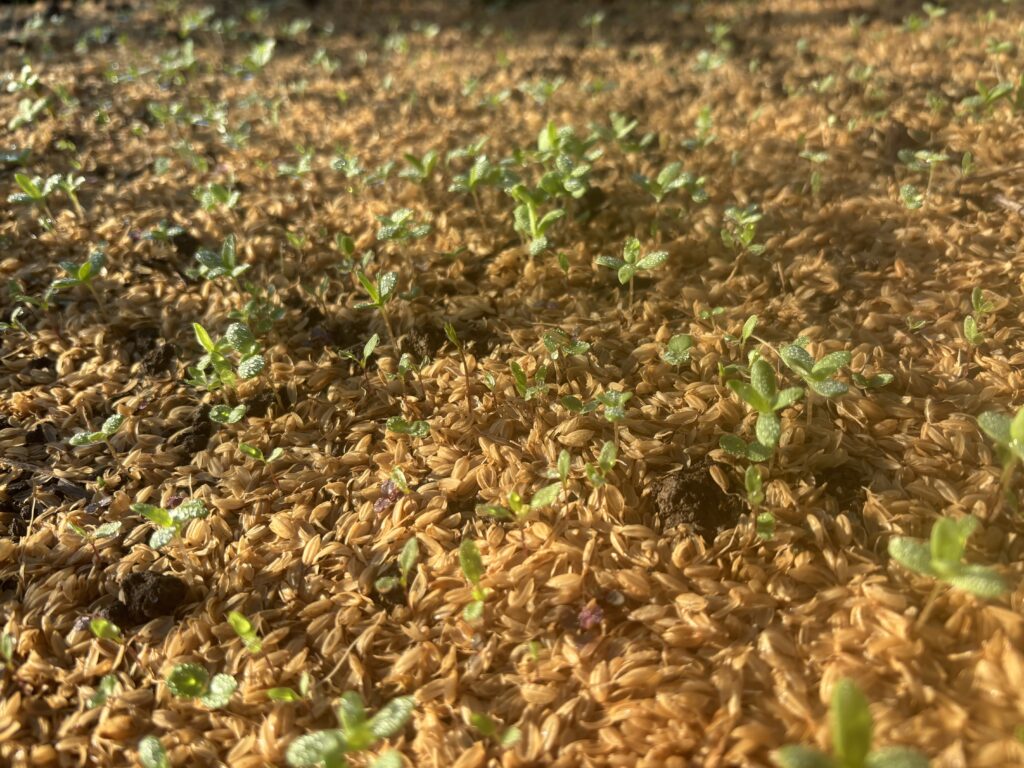 9.30 菊菜（播種から10日目）