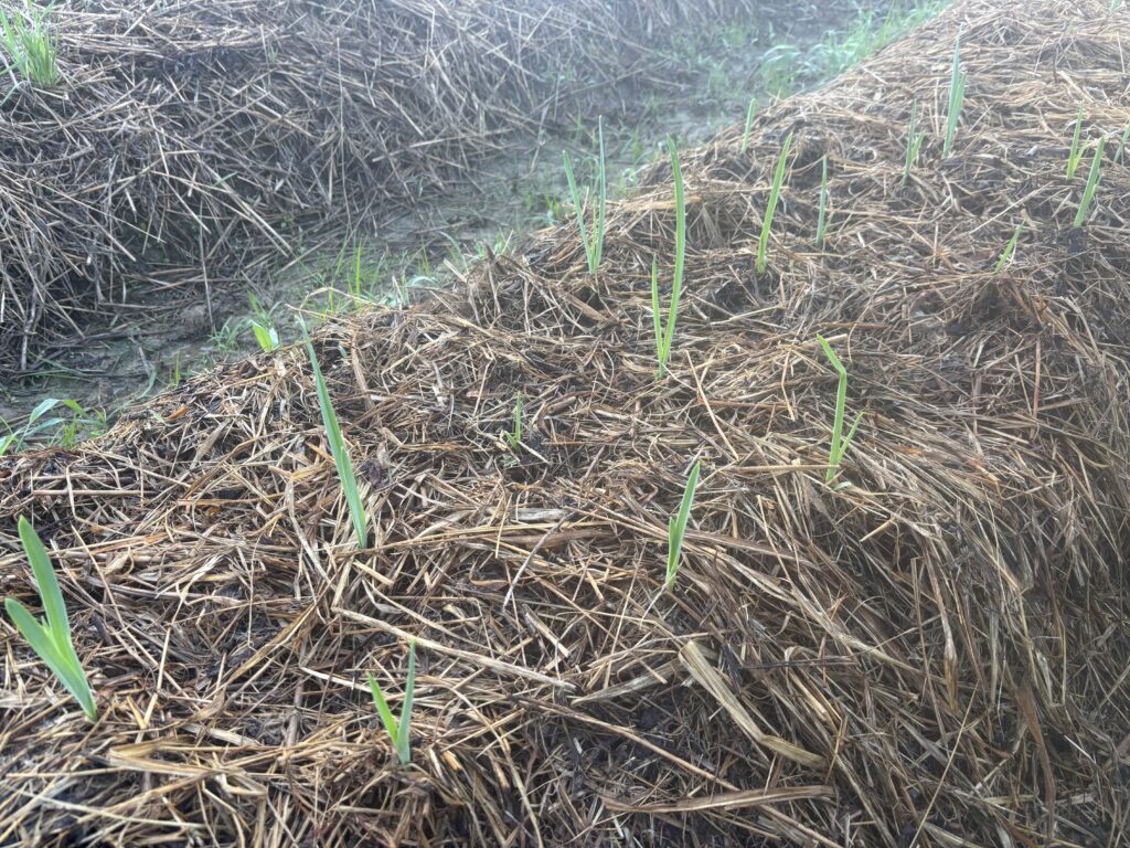 9.30 ニンニク（植え付けから11日目）