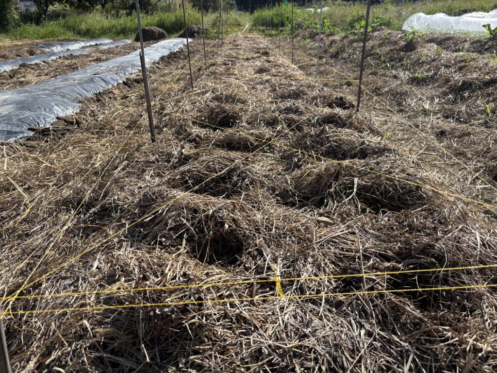 10.13 そら豆を植えました