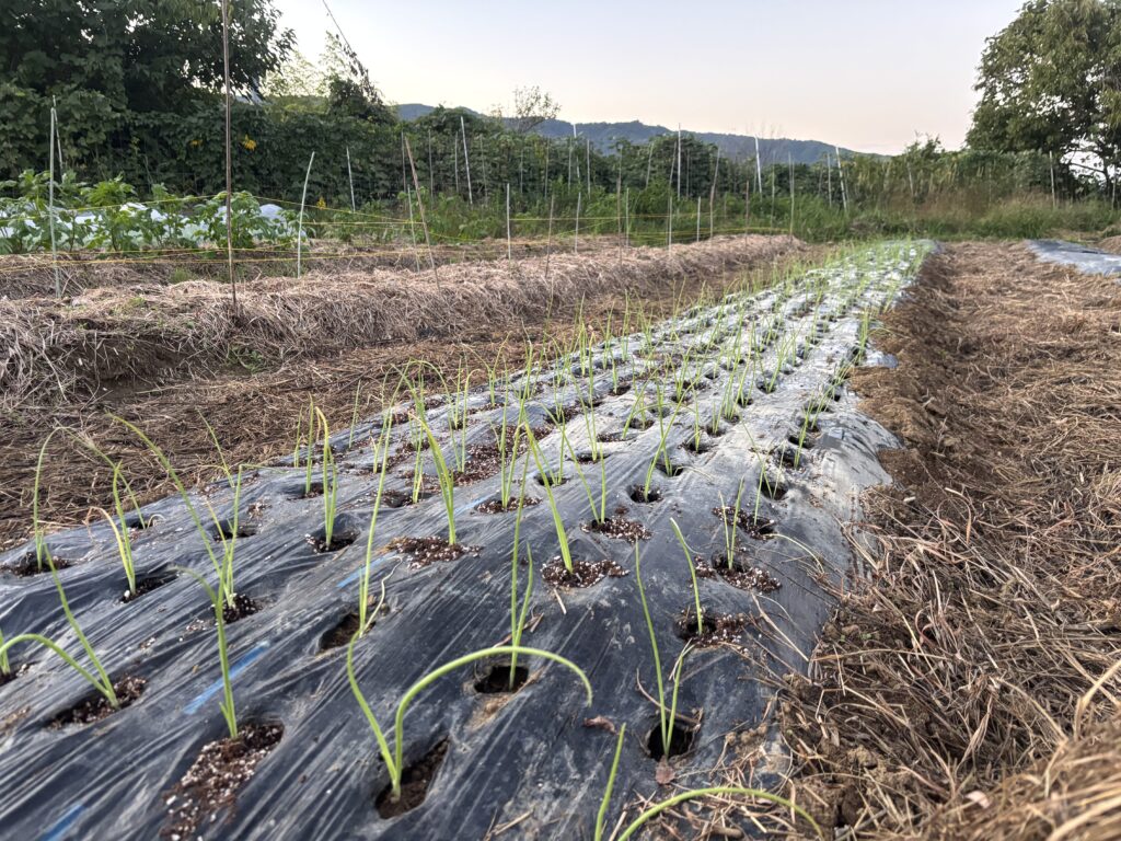 10.23 玉ねぎの苗を定植しいました