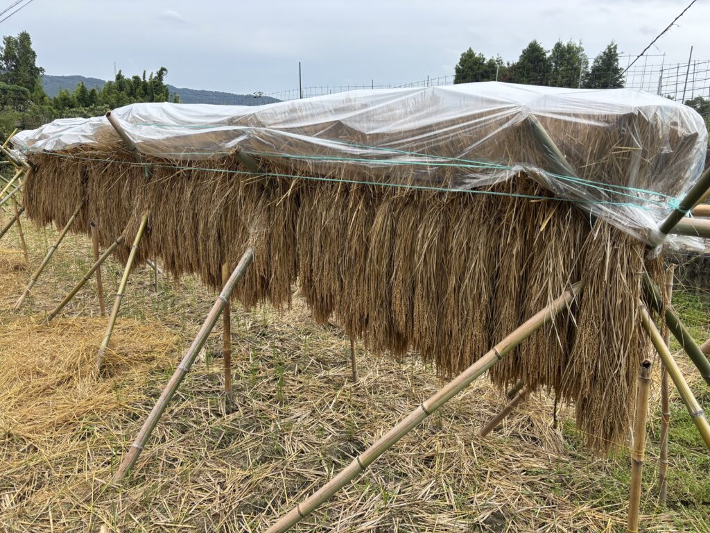 10.3 雨が降るのではざかけの上にビニールをかけました