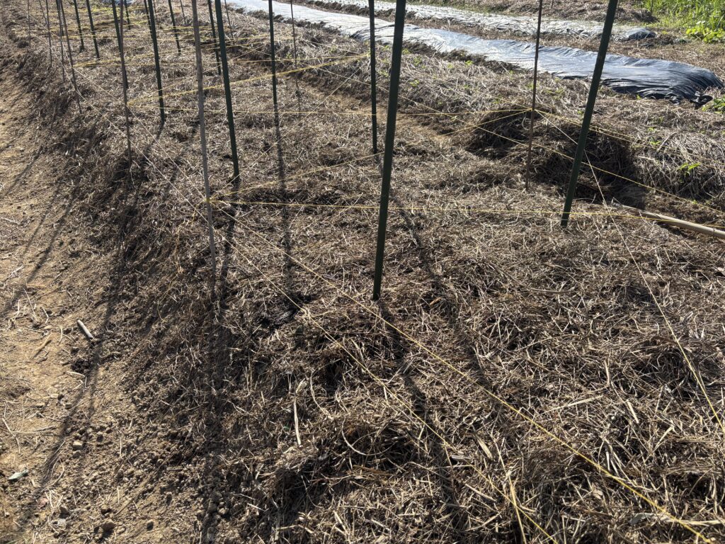 1030 エンドウの種を蒔きました