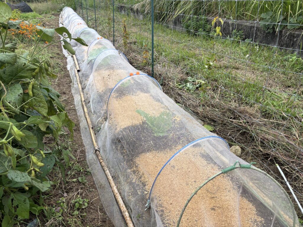 1031 二十日大根・小松菜・からし菜の種を蒔きました