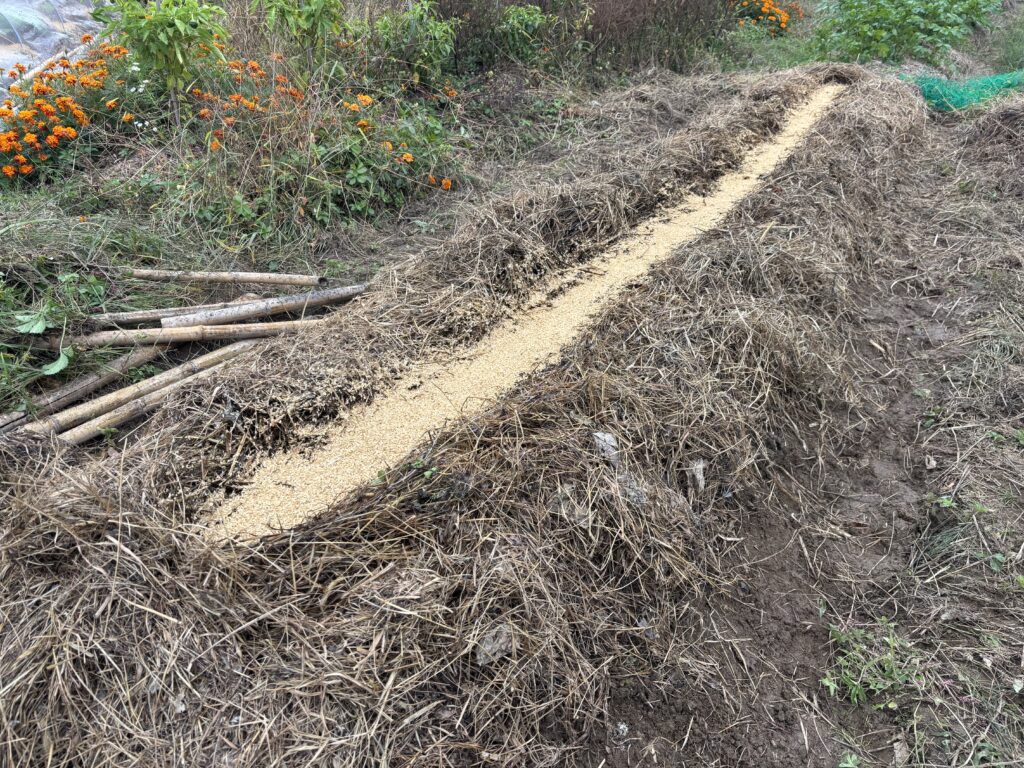 1031 蕪の種を蒔きました