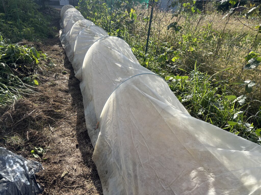 1103 ミニ白菜の種を蒔きました