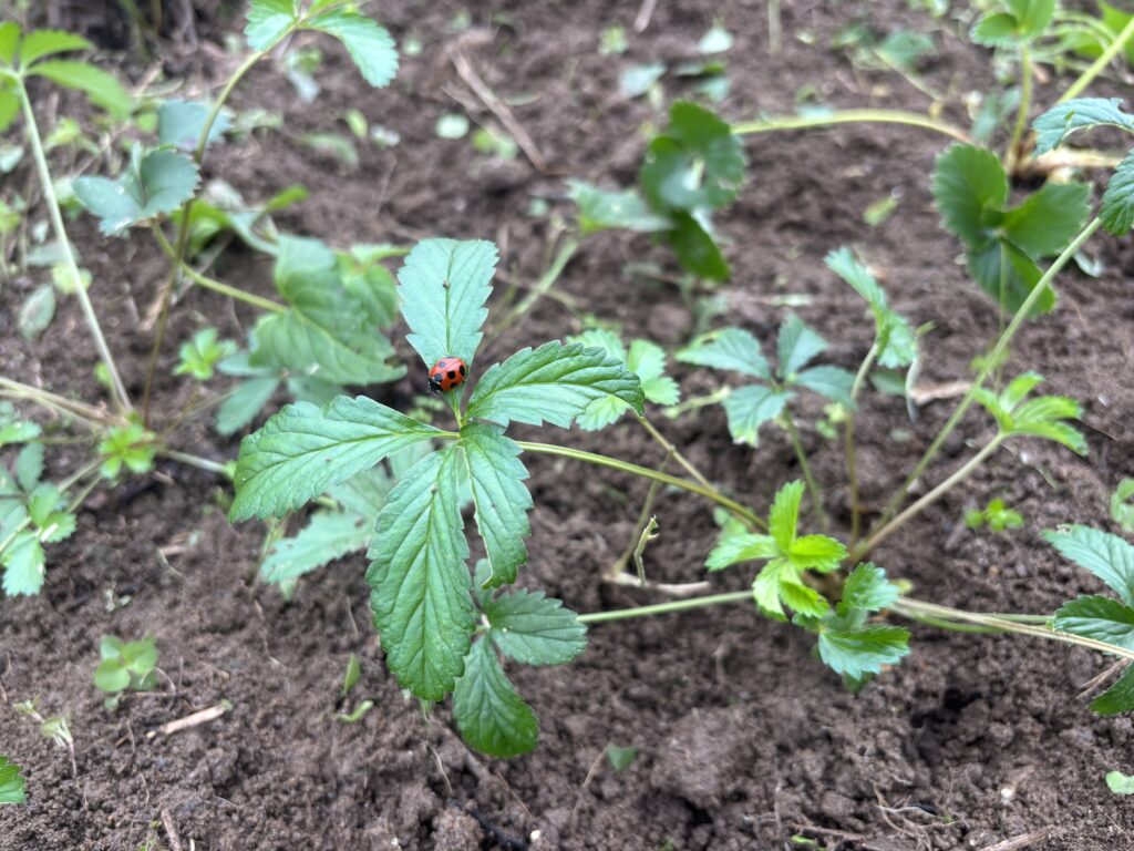 1105 苺の畝を整理しました