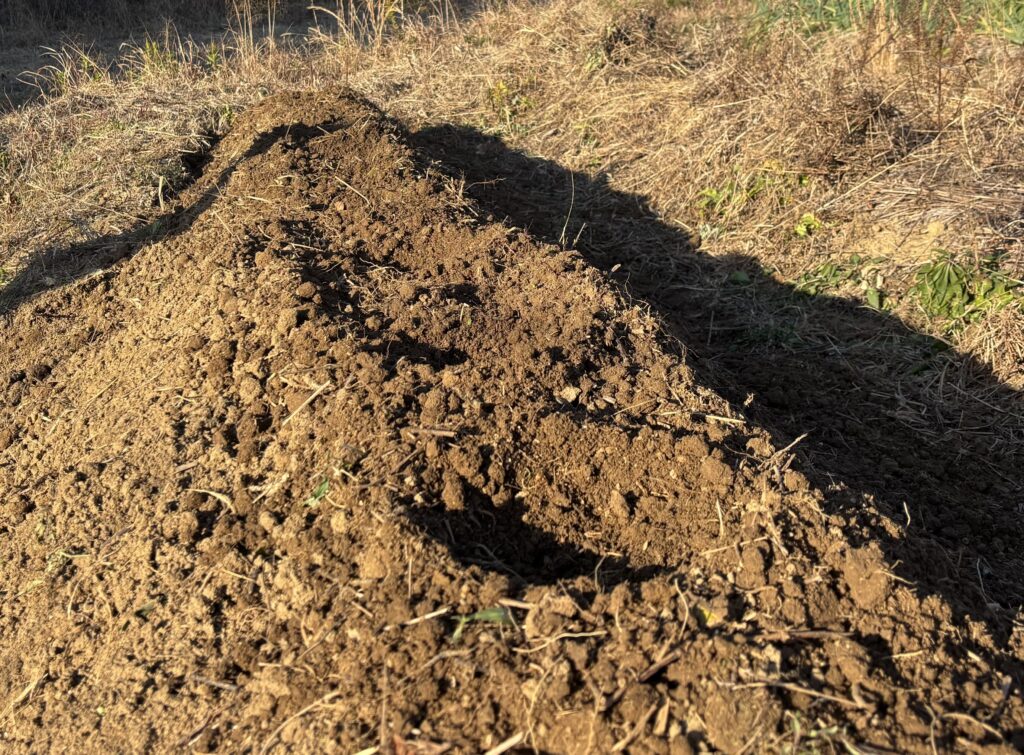 12.16 山わさびの畝