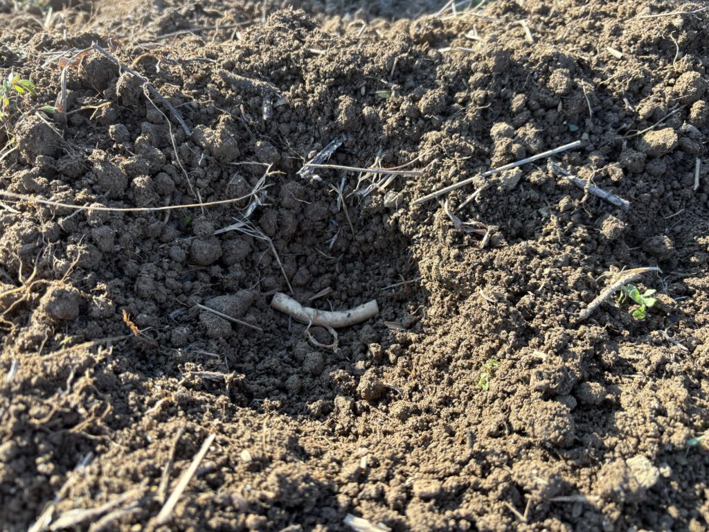 12.16 山わさびの根っこ